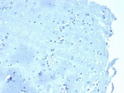 p120-catenin Antibody (CTNND1/4383R) - Azide and BSA Free, Novus Biologicals